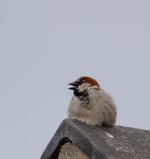 DSC_0025.jpg