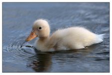 duckling750-1-1.jpg