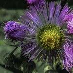 DSC_0092-Edit-Edit.jpg