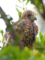 BabyHawk2.jpg
