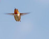 Hummer Incoming.jpg
