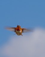 Hummer 3.jpg