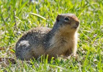 Gopher.jpg