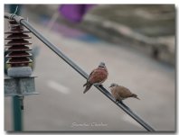 two-birds-power-line.jpg