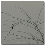 bird-twig.jpg