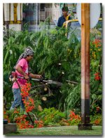 tree-worker.jpg