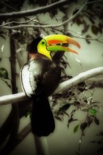 Parrot Lomo Orton.jpg