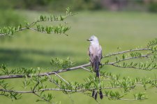 20150430-DSC_7147.jpg