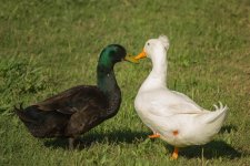 20150430-DSC_7079.jpg