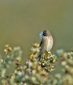 DSC_0103.jpg