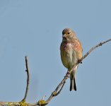 DSC_0107.jpg