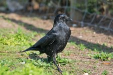 DSC_9962.jpg