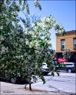 5-7-15 Chagrin Falls   11.jpg