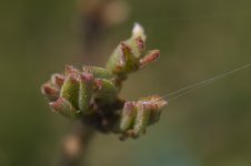 spring is here 2.jpg