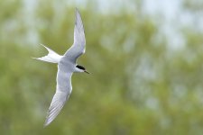 Little-Tern.jpg