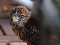 BabyHawk2_2015_05_08.jpg