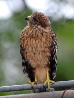 BabyHawk8.jpg