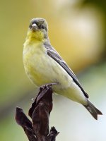 Finch2.jpg
