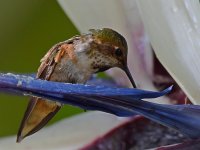 Hummer.jpg