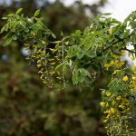 Laburnum.jpg