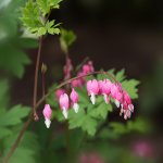 Dicentra.jpg