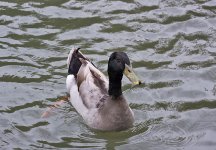 DSC_1092.jpg