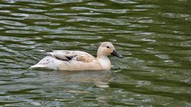 DSC_1116.jpg