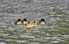 DSC_1096.jpg