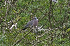 DSC_1147c.jpg