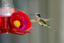 D71_3872-Edit.jpg