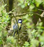 DSC_0041.jpg
