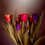 Tulips.jpg