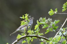DSC_0079.jpg