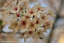 Cherry_Blossoms1.jpg