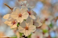 Cherry_Blossoms2.jpg