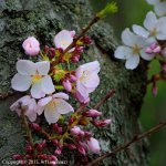 Cherry_Blossoms3.jpg