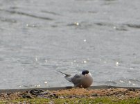 DSC_0082.jpg