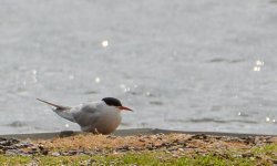 DSC_0083.jpg