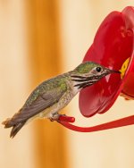 Calliopi Hummingbird Male 2.jpg