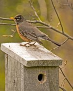 Robin on Box.jpg