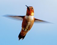 Hummer 5.jpg