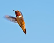 Hummer 7.jpg