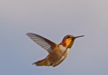 Hummer 6.jpg