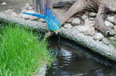 bird-drinking-2.jpg