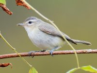 OrangeCrownedWarbler.jpg