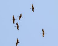 Crane Skein 2 mod.jpg