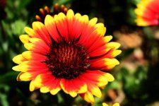 red-yellow_flower-cr.jpg