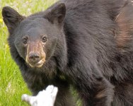 Black Bear 5 mod 2.jpg