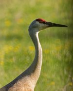 Sandhill Crane head.jpg