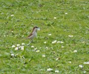 DSC_1199.jpg